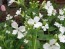 Money Plant AKA Silver Dollar 'Alba' 