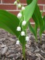 Lily of the Valley Seeds (Certified Organic)