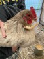 3D Printed Baby and Adult Human Arms/Hands for Chickens and Roosters
