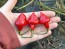 Hot Pepper 'Red Mushroom Cross' Seeds (Certified Organic)