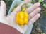 Hot Pepper 'Yellow Carolina Reaper' AKA ‘Reaper Moruga Yellow' Seeds (Certified Organic)