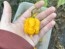 Hot Pepper 'Yellow Carolina Reaper' AKA ‘Reaper Moruga Yellow' Seeds (Certified Organic)