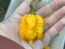 Hot Pepper 'Yellow Carolina Reaper' AKA ‘Reaper Moruga Yellow' Seeds (Certified Organic)