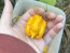 Hot Pepper 'Yellow Carolina Reaper' AKA ‘Reaper Moruga Yellow' Seeds (Certified Organic)