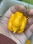 Hot Pepper 'Yellow Carolina Reaper' AKA ‘Reaper Moruga Yellow' Seeds (Certified Organic)