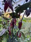 Hot Pepper 'Redgum Tiger MAMP x Chocolate Nagabrains' Seeds (Certified Organic)