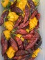 Hot Pepper 'Redgum Tiger MAMP x Chocolate Nagabrains' Seeds (Certified Organic)