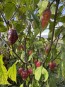 Hot Pepper ‘7 Pot Bubblegum (BBG7) Dream' Seeds (Certified Organic)