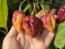 Hot Pepper ‘7 Pot Bubblegum (BBG7) Dream' Seeds (Certified Organic)