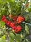Hot Pepper ‘Aji Chombo' Seeds (Certified Organic)