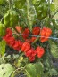 Hot Pepper ‘Aji Chombo' Seeds (Certified Organic)