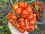 Tomato 'Reisetomate' Seeds (Certified Organic) 