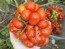 Tomato 'Reisetomate' Seeds (Certified Organic) 