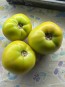 Tomato 'Winter Heart' Seeds (Certified Organic)