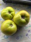 Tomato 'Winter Heart' Seeds (Certified Organic)