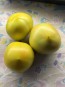 Tomato 'Winter Heart' Seeds (Certified Organic)
