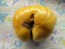 Tomato 'Azoychka' Seeds (Certified Organic)