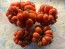 Tomato 'Reisetomate' Seeds (Certified Organic) 
