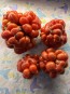 Tomato 'Reisetomate' Seeds (Certified Organic) 