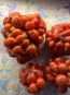 Tomato 'Reisetomate' Seeds (Certified Organic) 