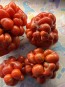 Tomato 'Reisetomate' Seeds (Certified Organic) 