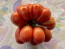 Tomato 'Reisetomate' Seeds (Certified Organic) 