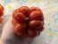 Tomato 'Reisetomate' Seeds (Certified Organic) 
