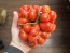 Tomato 'Reisetomate' Seeds (Certified Organic) 