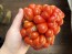 Tomato 'Reisetomate' Seeds (Certified Organic) 