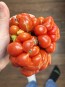 Tomato 'Reisetomate' Seeds (Certified Organic) 