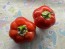 Sweet Pepper 'Pritamin Paprika' Seeds (Certified Organic)