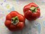 Sweet Pepper 'Pritamin Paprika' Seeds (Certified Organic)