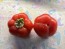 Sweet Pepper 'Pritamin Paprika' Seeds (Certified Organic)