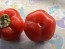Sweet Pepper 'Pritamin Paprika' Seeds (Certified Organic)