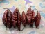 Hot Pepper 'Redgum Tiger MAMP x Chocolate Nagabrains' Seeds (Certified Organic)