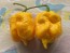 Hot Pepper 'Yellow Carolina Reaper' AKA ‘Reaper Moruga Yellow' Seeds (Certified Organic)