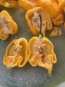 Hot Pepper 'Yellow Carolina Reaper' AKA ‘Reaper Moruga Yellow' Seeds (Certified Organic)