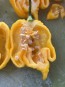 Hot Pepper 'Yellow Carolina Reaper' AKA ‘Reaper Moruga Yellow' Seeds (Certified Organic)