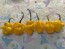 Hot Pepper 'Papa Dreadie Scotch Bonnet' Seeds (Certified Organic)