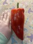 Hot Pepper ‘Beaver Dam’ Seeds (Certified Organic) 