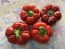 Sweet Pepper 'Liebesapfel' aka 'Love Apple' Seeds (Certified Organic)