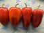 Sweet Pepper 'Ukrainian Early' Seeds (Certified Organic) 