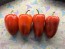 Sweet Pepper 'Ukrainian Early' Seeds (Certified Organic) 