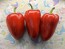 Sweet Pepper 'Ukrainian Early' Seeds (Certified Organic) 
