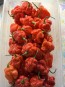 Hot Pepper 'Moruga Red Monster' Seeds (Certified Organic)
