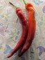 Hot Pepper ‘Garden Salsa F2’ Seeds (Certified Organic)