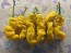 Hot Pepper ‘Yellow Peter’ Seeds (Certified Organic)