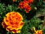 French Marigold 'Queen Sophia' Seeds (Certified Organic)