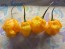 Hot Pepper ‘Scotch Bonnet MOA Yellow’ Seeds (Certified Organic)