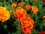 French Marigold 'Queen Sophia' Seeds (Certified Organic)